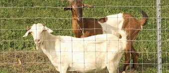 Goat Proof /GP fence